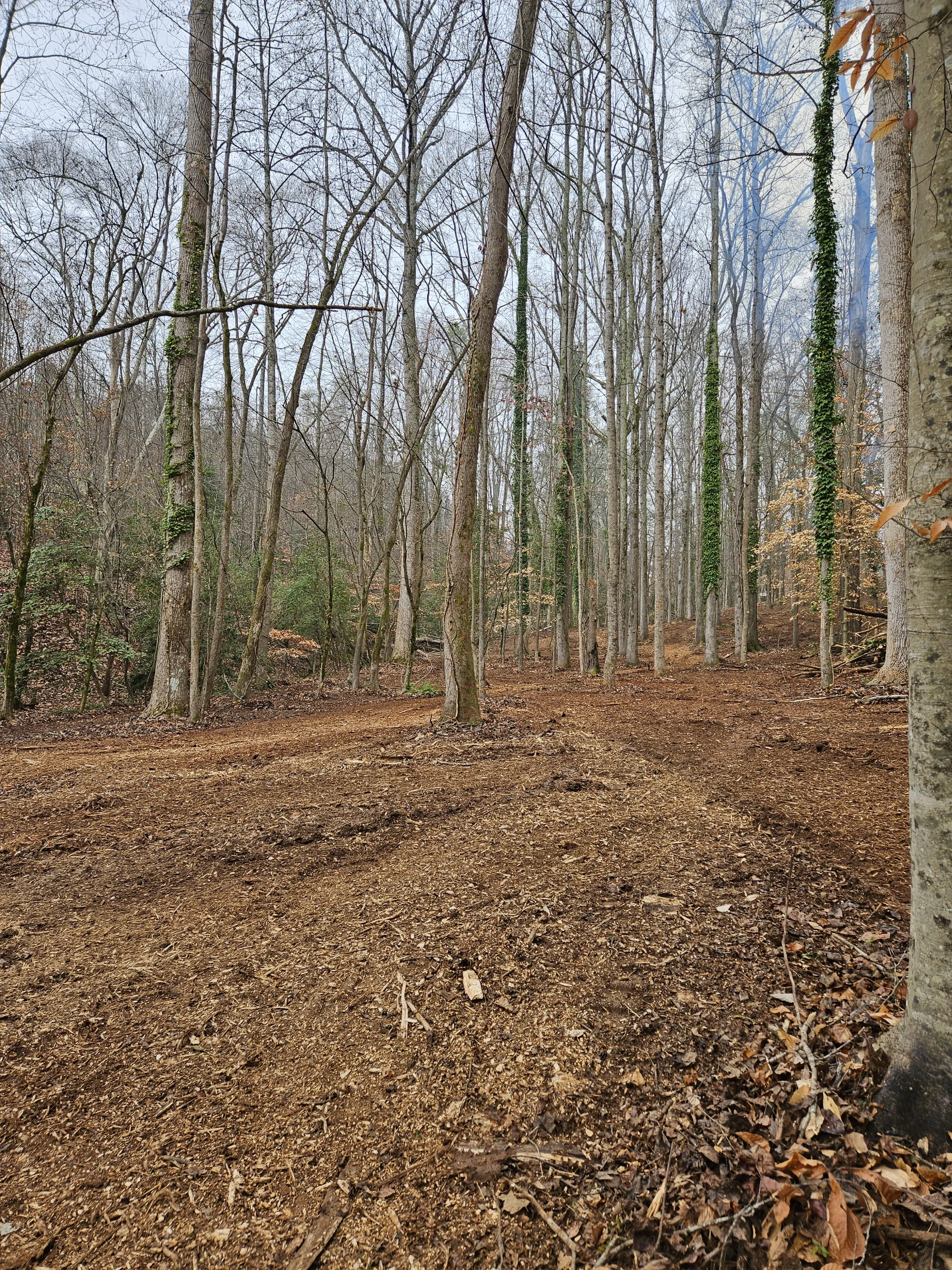 Completed 2 acre forestry mulching project in Anderson SC - clean forest floor with mature hardwoods preserved by Fisher's Forestry