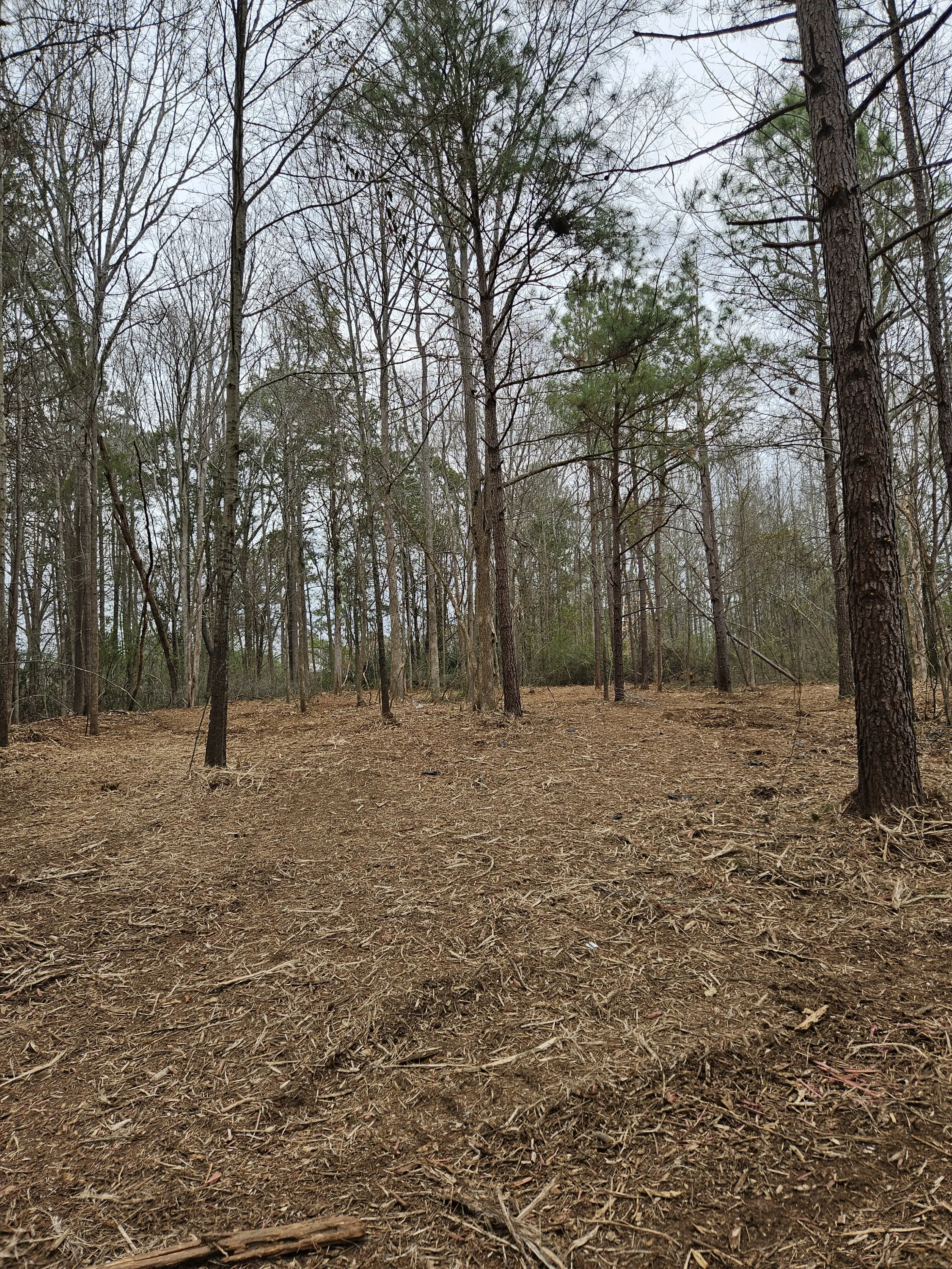 Completed 7 acre forestry mulching project in Laurens SC - park-like finish with mature trees preserved by Fisher's Forestry