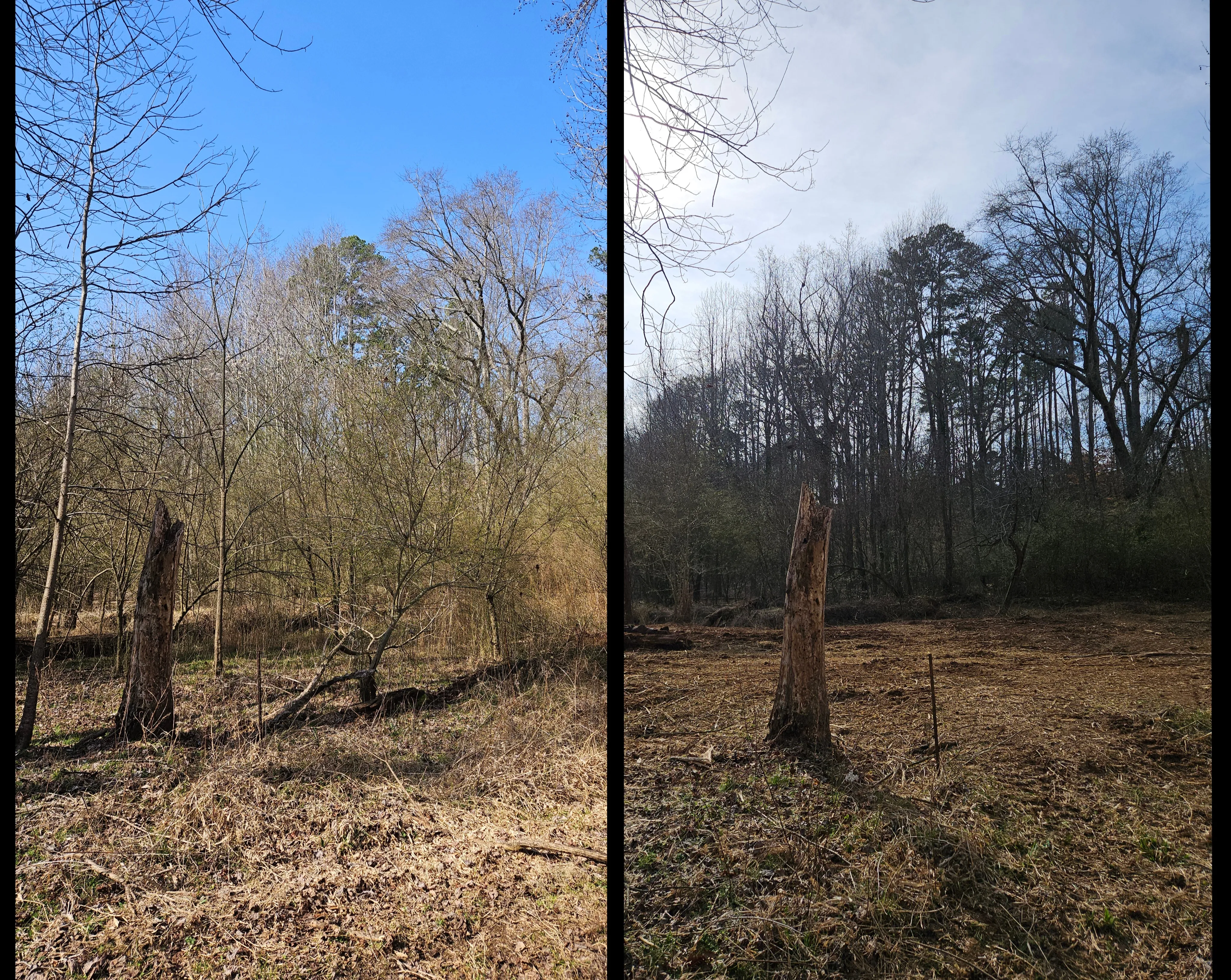 Before and after forestry mulching on 2 acre property in Greenville SC - dense brush cleared to walkable park-like landscape by Fisher's Forestry