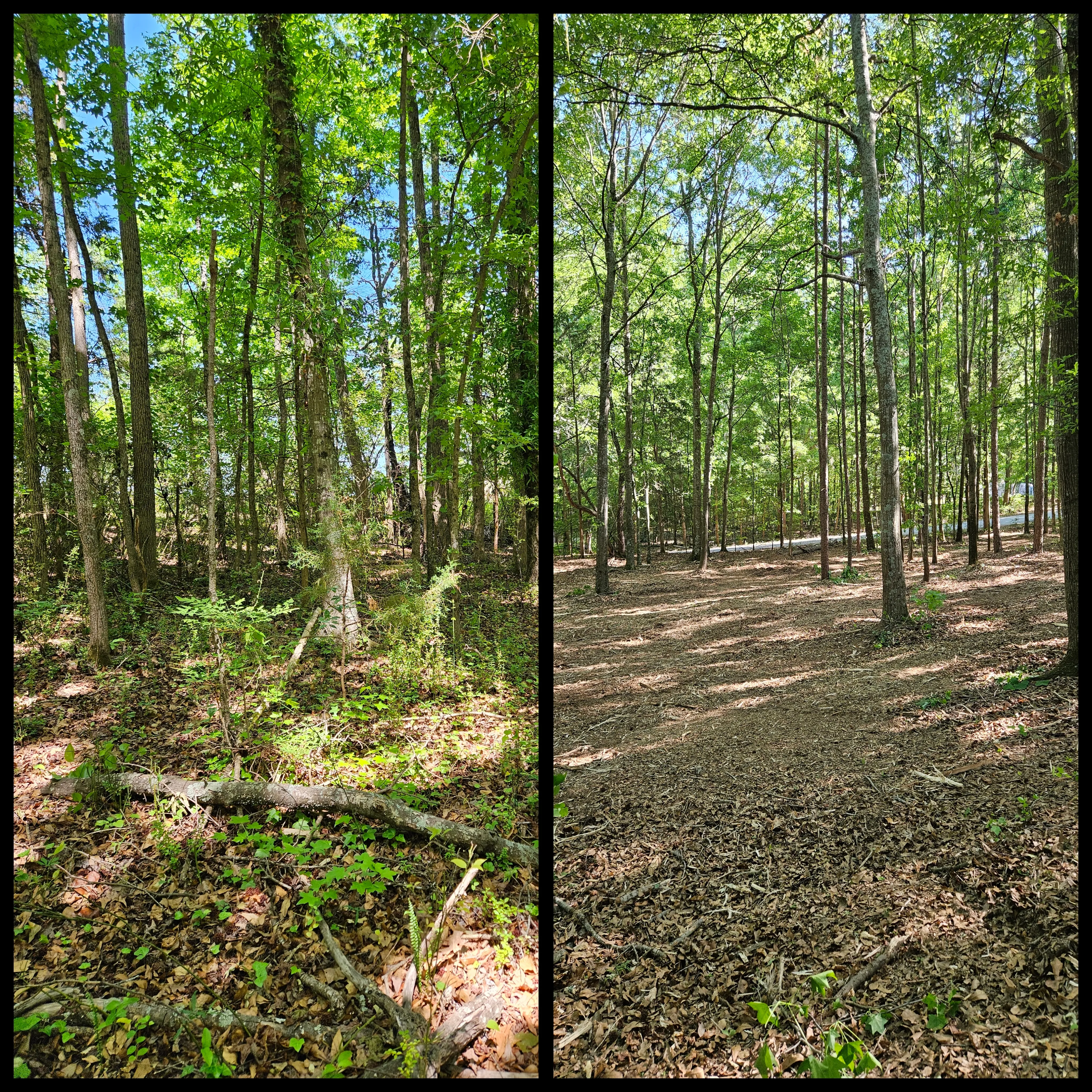 Before and after forestry mulching on 3.3 acre property in Simpsonville SC showing undergrowth removal with mature hardwoods preserved by Fisher's Forestry