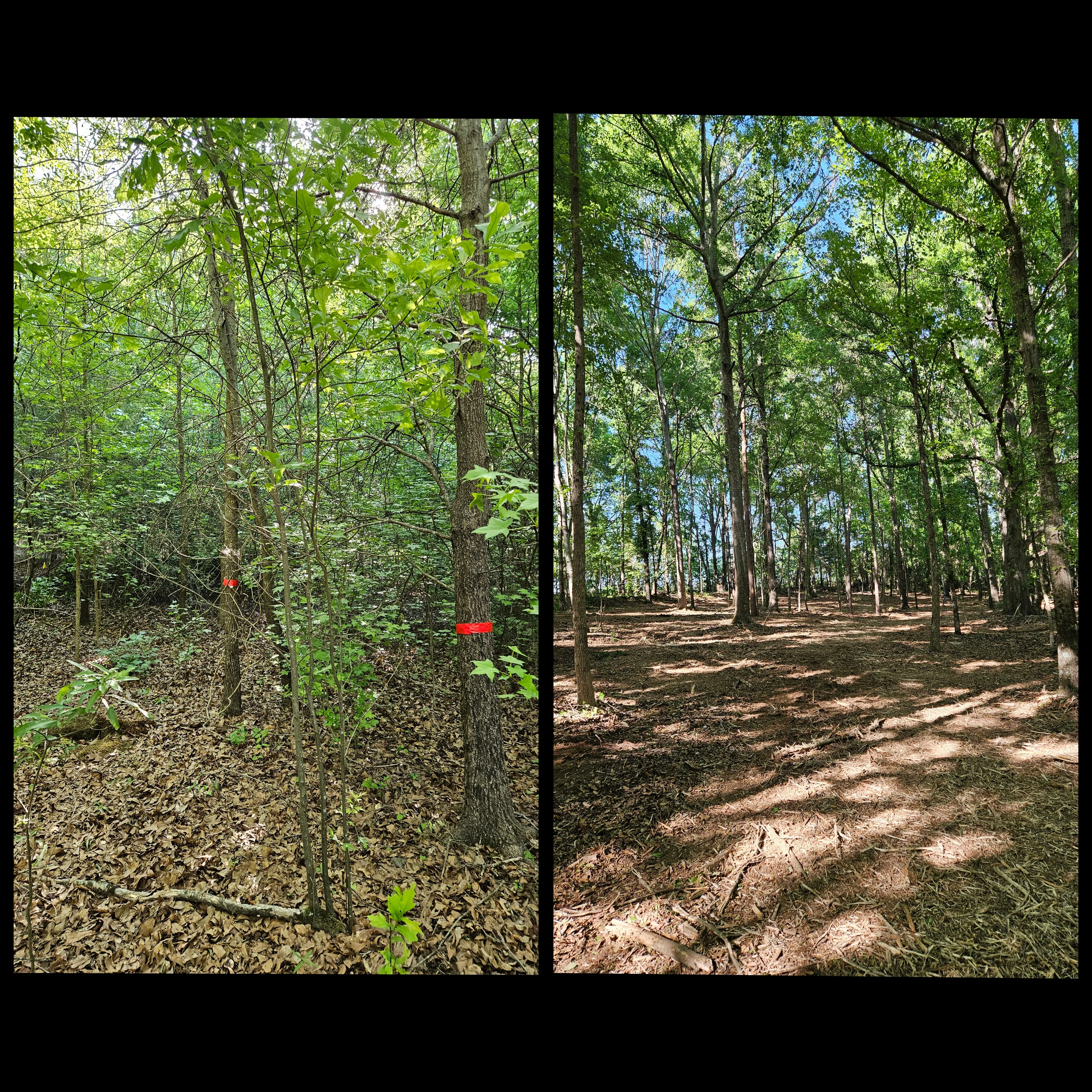 Before and after selective forestry mulching in Simpsonville SC showing dense saplings and brush cleared with mature trees preserved by Fisher's Forestry