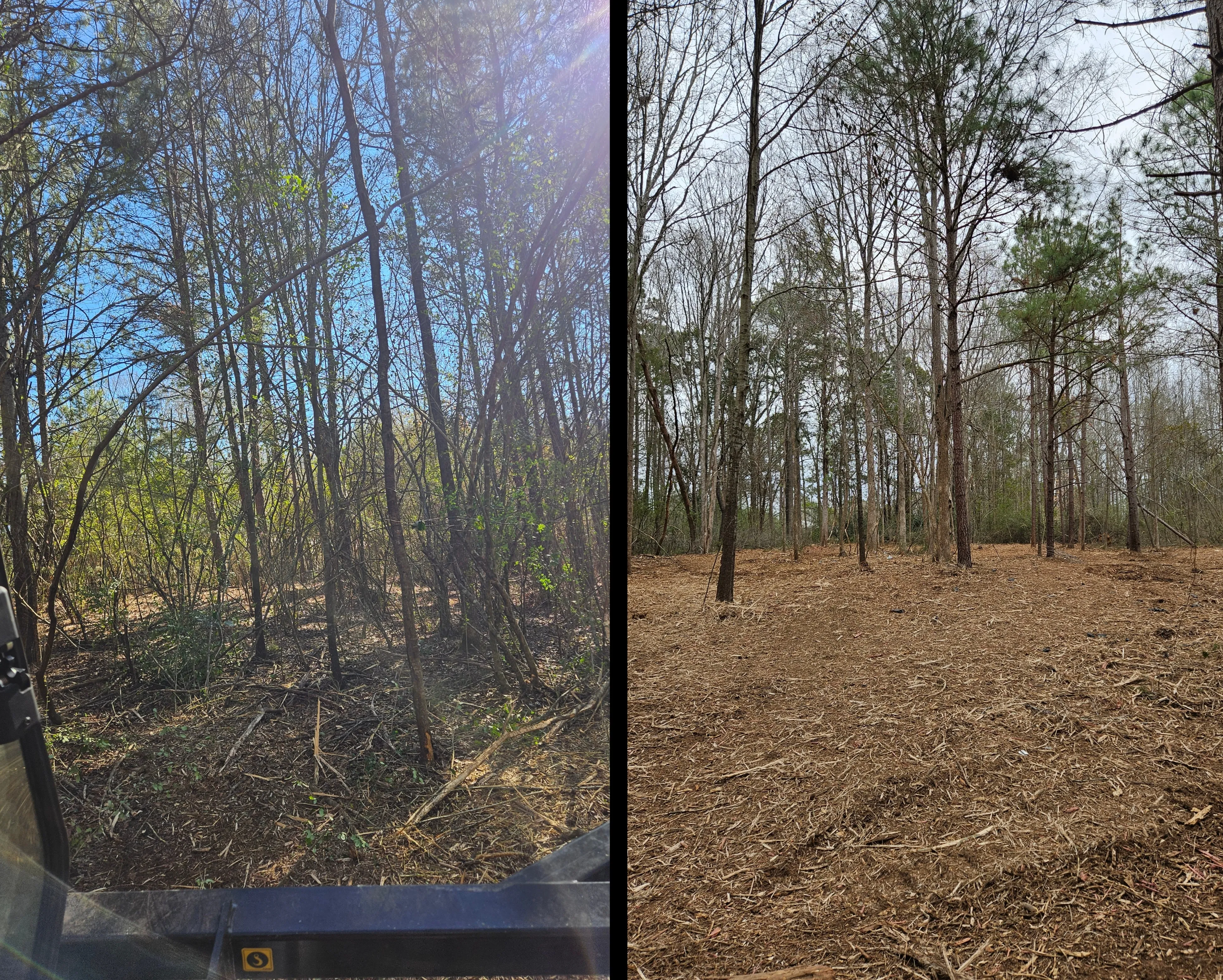 Before and after forestry mulching on 5 acre property in Laurens SC - undergrowth removed with mature pines preserved by Fisher's Forestry