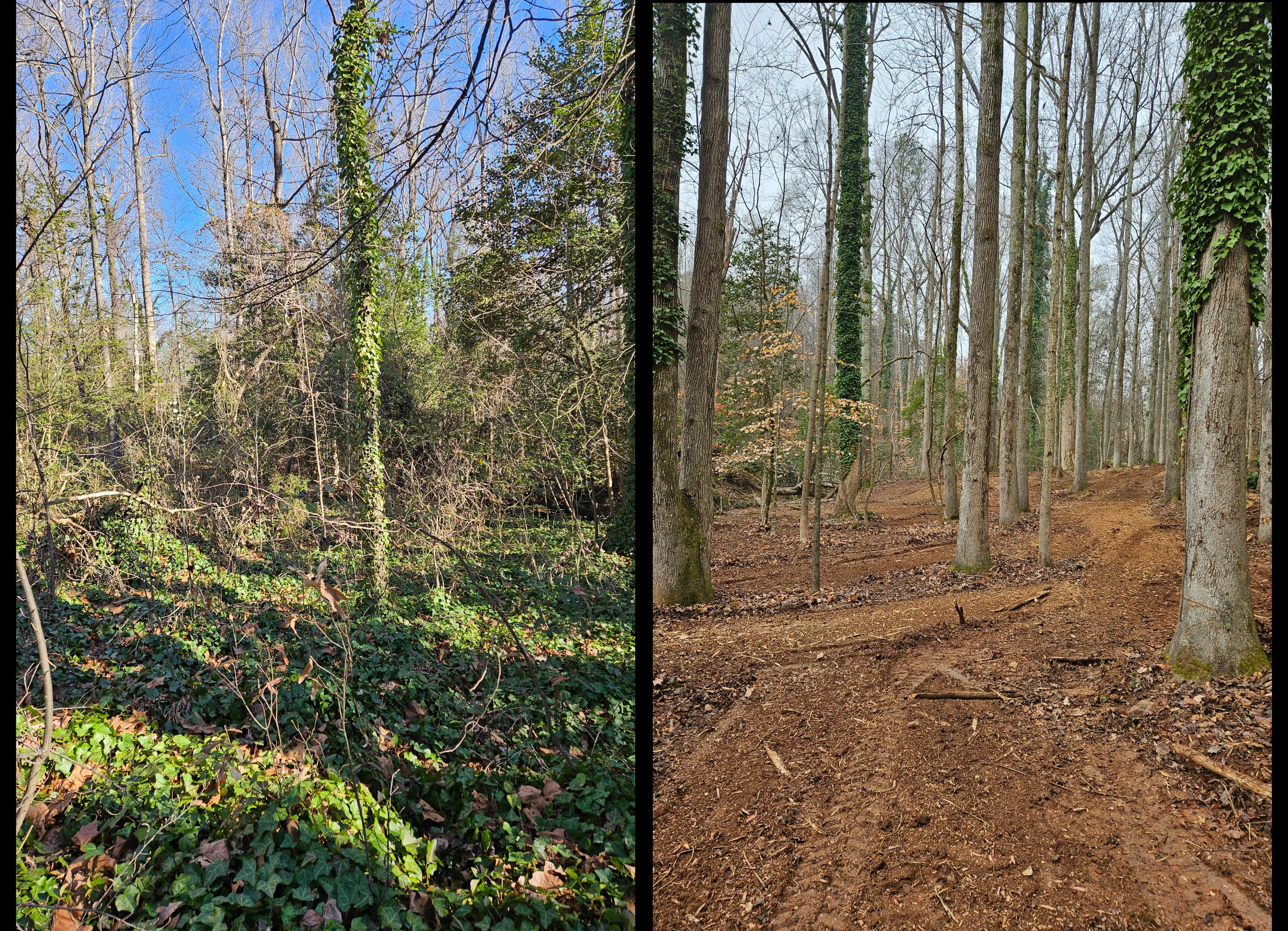 Before and after land clearing on 6.5 acre property in Anderson County SC - invasive ivy and undergrowth removed revealing mature hardwoods by Fisher's Forestry